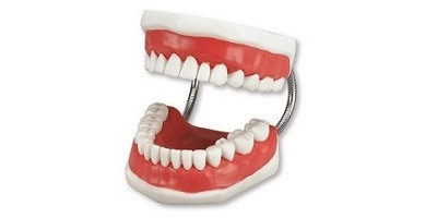 Vlastné zuby po celý život