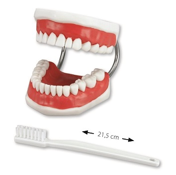 Miradent model pro demonstráciu ústnej hygieny + demonstračná kefka